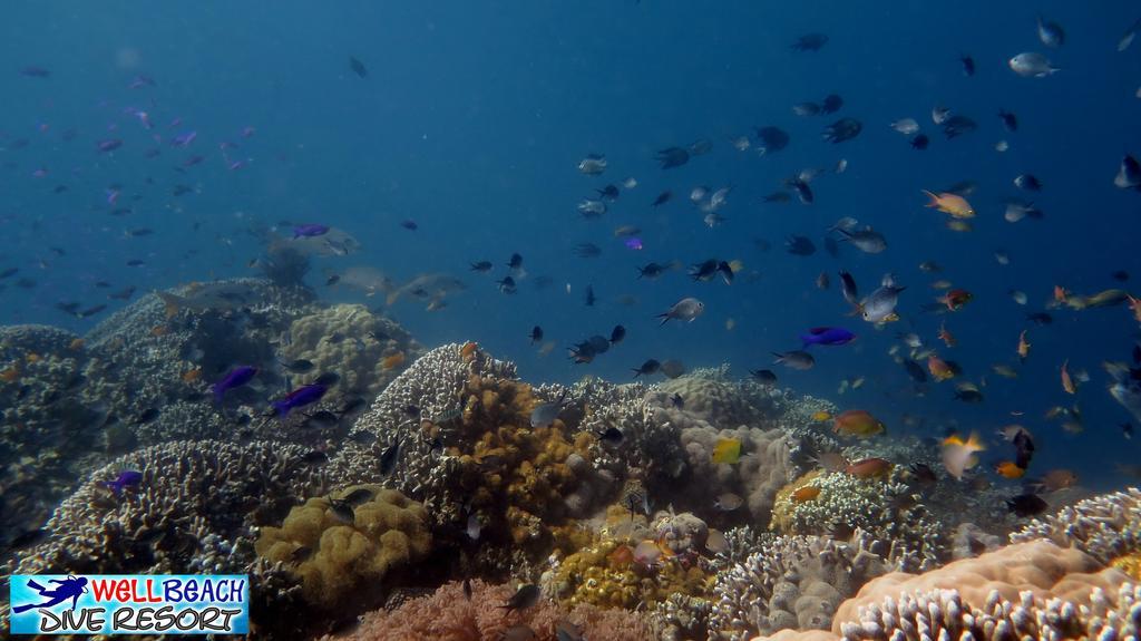 Wellbeach Dive Resort Zamboanguita  Exterior photo